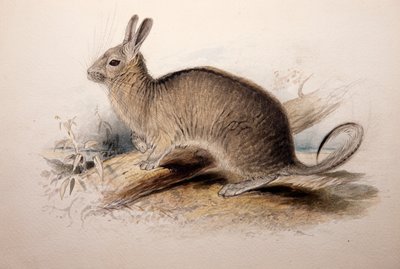Lagotis Cuvieri, 1833 by Edward Lear