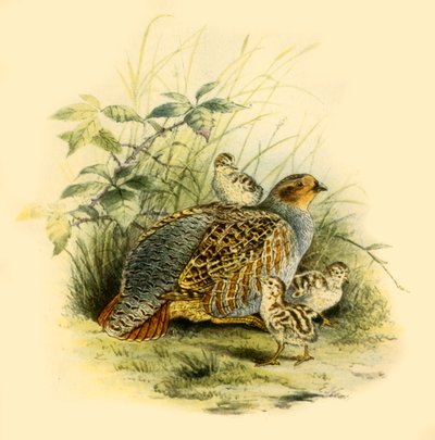 Partridge and Chicks by Edward Neale
