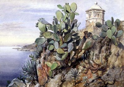 Cactus Opuntia, Monaco by Edward William Cooke