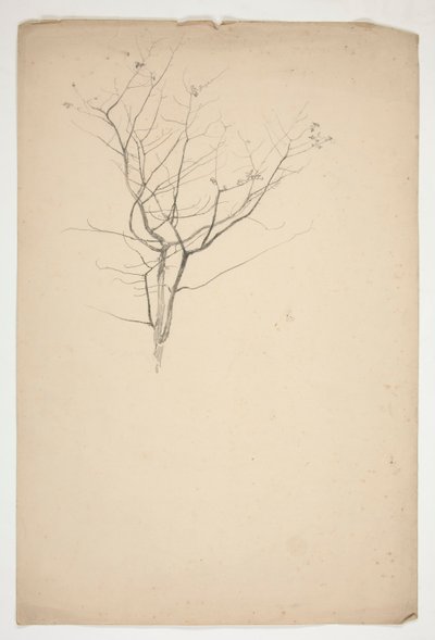 Sketch of Budding Tree Branches by Edwin Austin Abbey