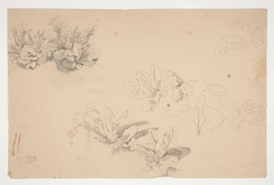 Studies of Flowers by Edwin Austin Abbey