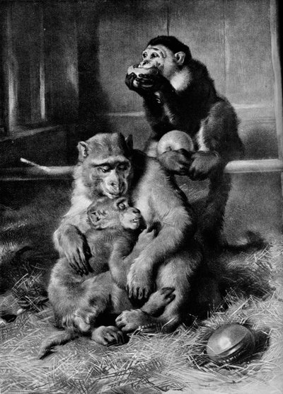 The Sick Monkey, 1875, 1912 by Edwin Landseer