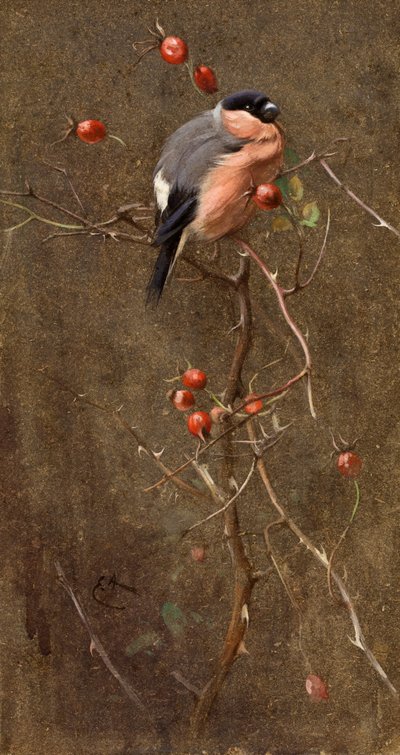 The Bullfinch by Edwin John Alexander