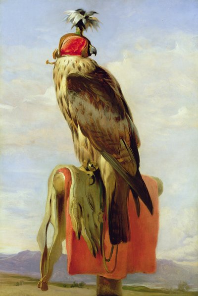 Hooded Falcon by Edwin Landseer