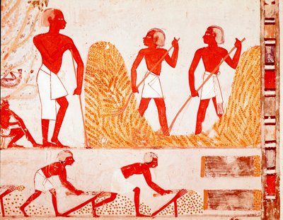 Scene of Harvest in Ancient Egypt by Egyptian Egyptian