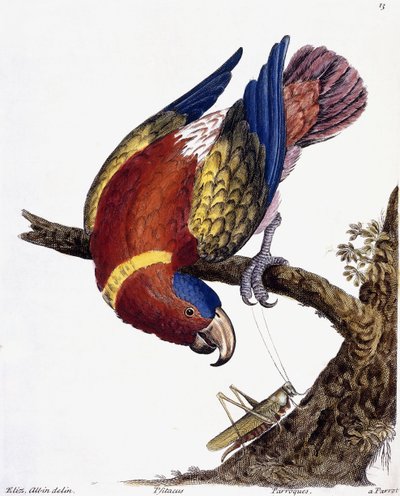 A Parrot, 1731-1738 by Eleazar Albin