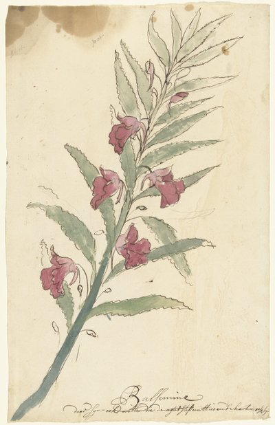 Balsam by Elias van Nijmegen