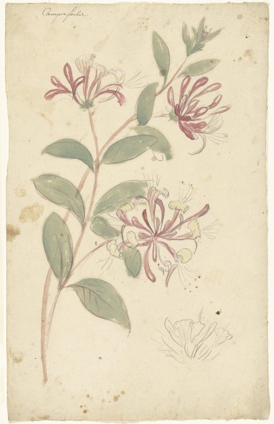 Honeysuckle by Elias van Nijmegen