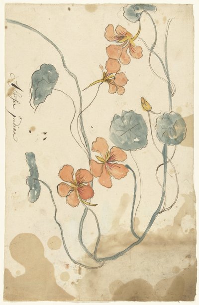 Nasturtium by Elias van Nijmegen