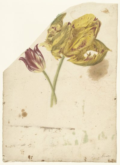 Study of Two Tulips by Elias van Nijmegen