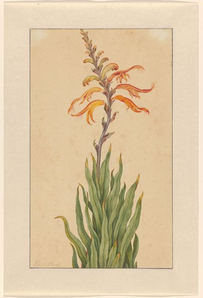Crocosmia (Montbretia) by Elias van den Broeck (signed by artist)