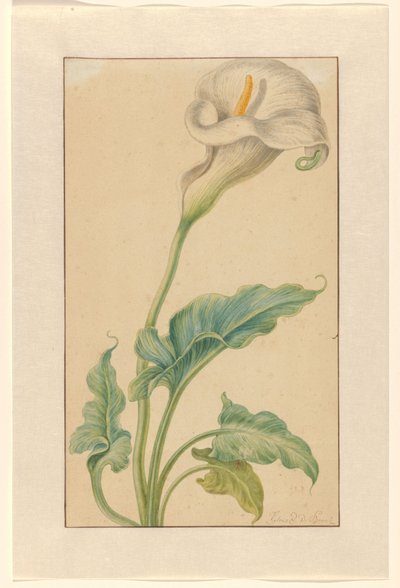 White Calla Lily by Elias van den Broeck (signed by artist)