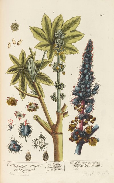 Herbarium Blackwellianum emendatum et auctum by Elizabeth Blachrie Blackwell