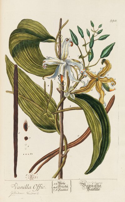 Herbarium Blackwellianum emendatum et auctum by Elizabeth Blachrie Blackwell