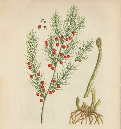 Asparagus by Elizabeth Blackwell