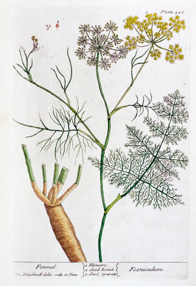 Fennel, 1782 by Elizabeth Blackwell