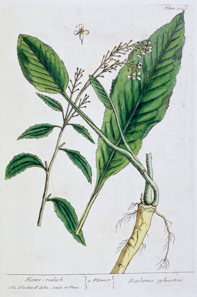 Horseradish by Elizabeth Blackwell