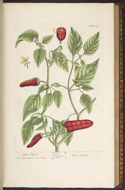 Plate 129, from 