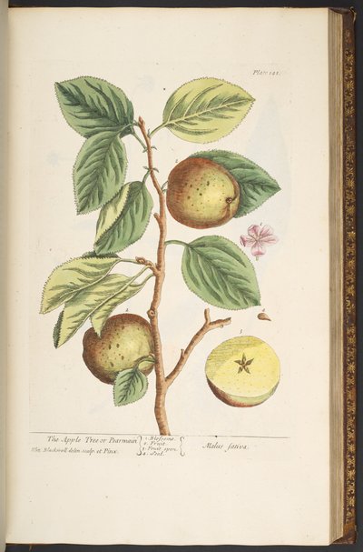 Plate 141, from 