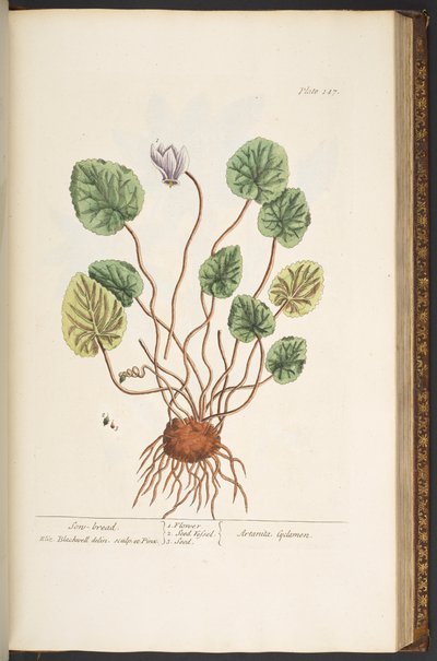 Plate 147, from 