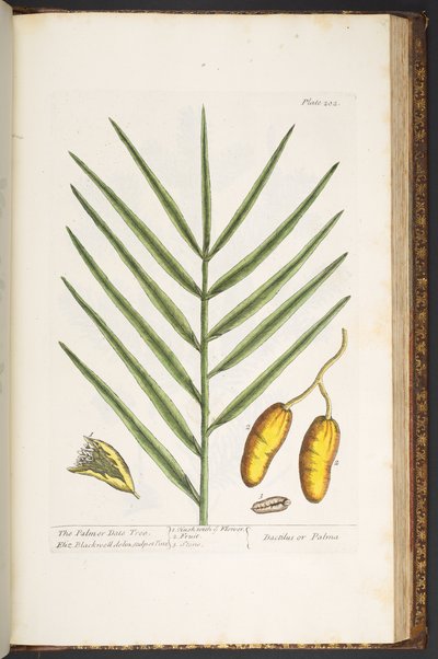 Plate 202, from 