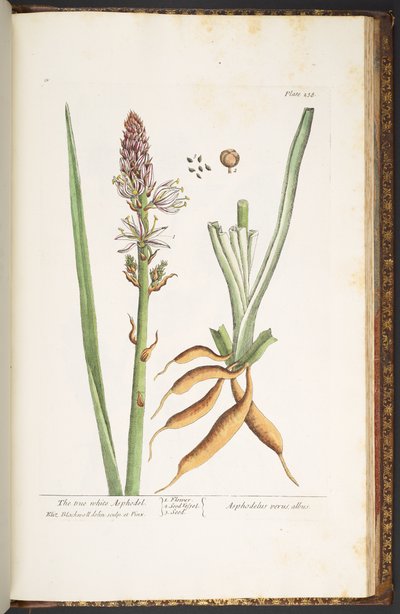 Plate 238, from 