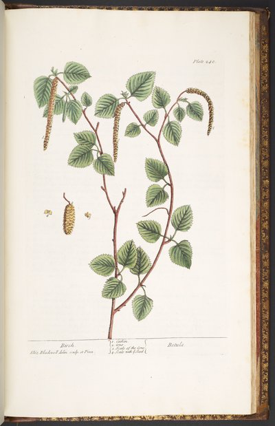 Plate 240, from 
