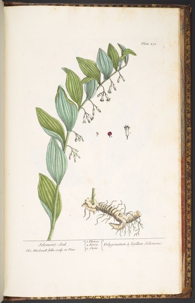 Plate 251, from 
