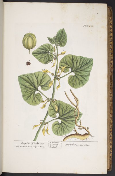 Plate 255, from 