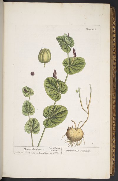 Plate 256, from 