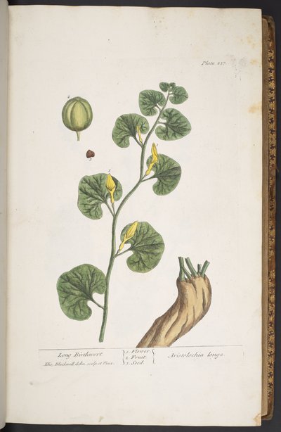 Plate 257, from 
