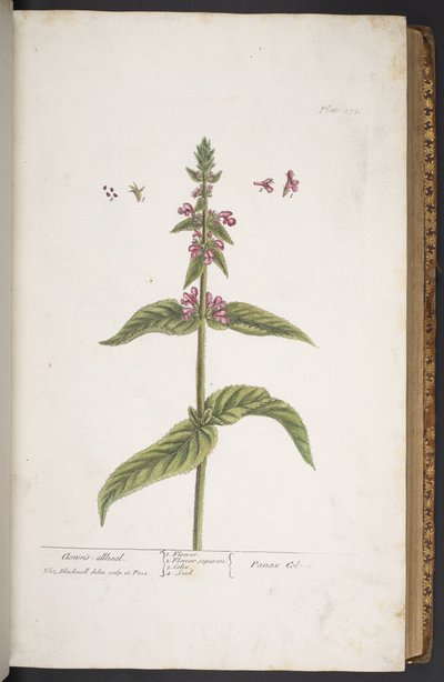 Plate 273, from 