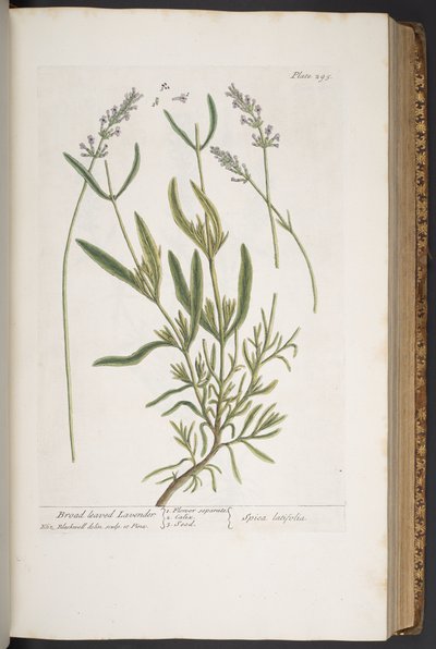 Plate 295, from 