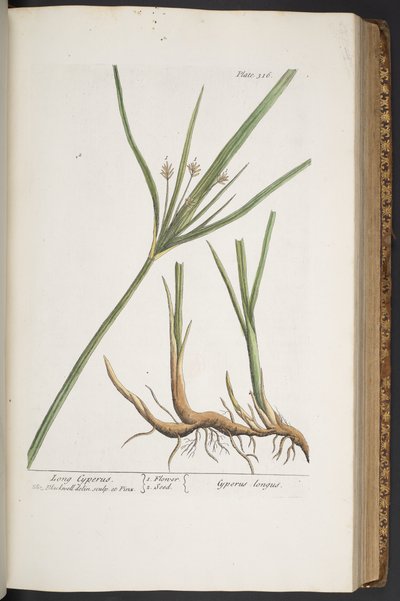 Plate 316, from 