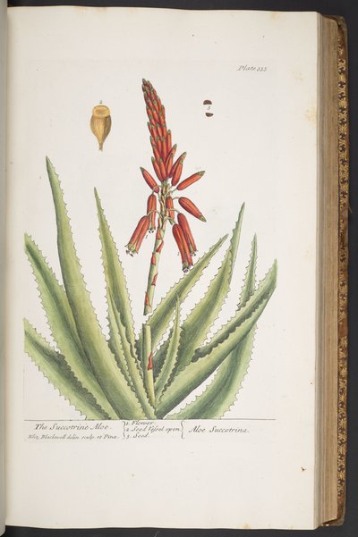 Plate 333, from 
