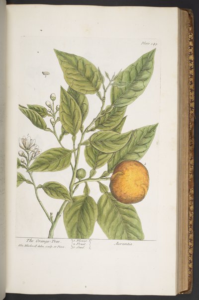 Plate 349, from 