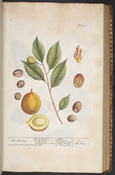 Plate 353, from 