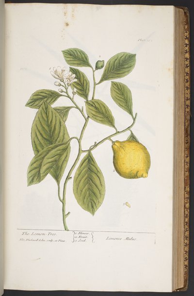 Plate 362, from 