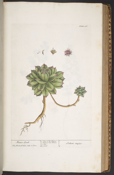 Plate 366, from 
