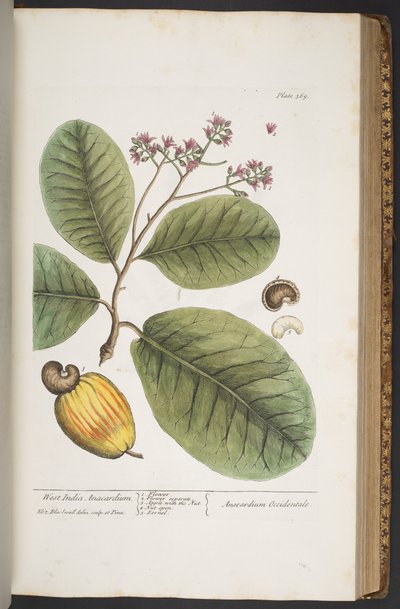 Plate 369, from 