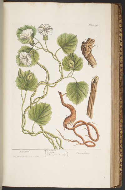 Plate 397, from 