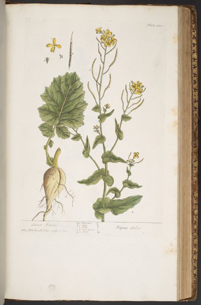 Plate 410, from 