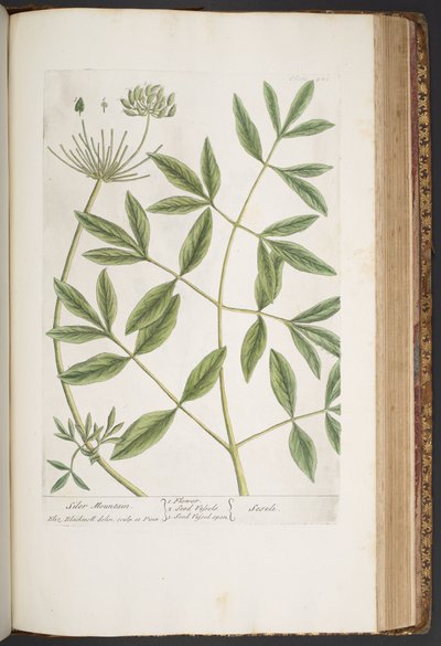 Plate 426, from 