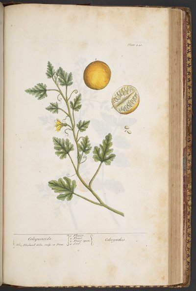 Plate 441, from 