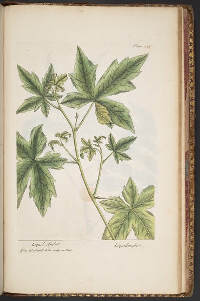 Plate 485, from 