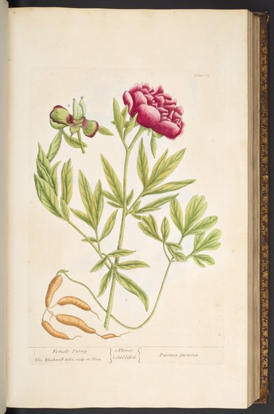 Plate 65, from 