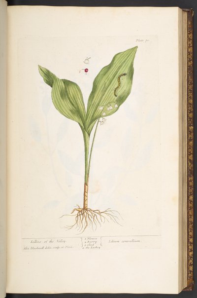 Plate 70, from 