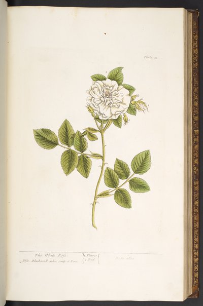 Plate 73, from 