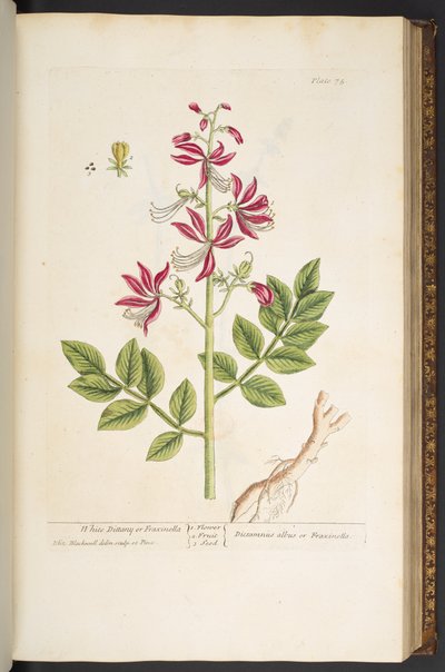 Plate 75, from 
