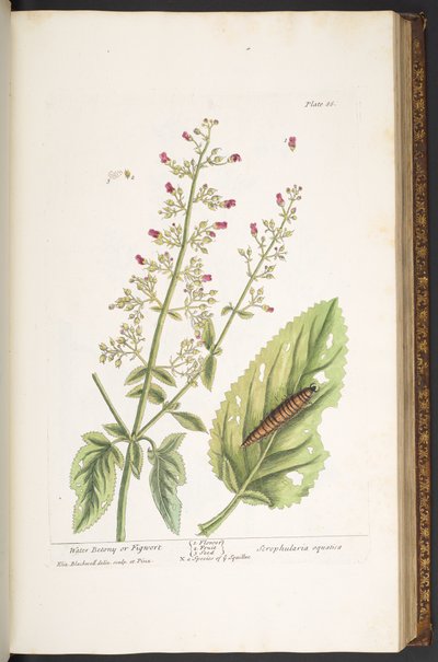 Plate 86, from 